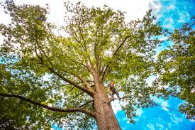 Best Seasonal Cleanup (Spring/Fall)  in Lakeland, NY