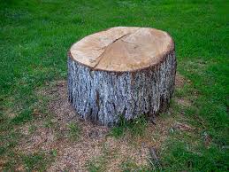 Best Leaf Removal  in Lakeland, NY