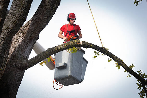 Best Tree and Shrub Care  in Lakeland, NY