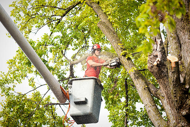 Best Tree Maintenance Programs  in Lakeland, NY