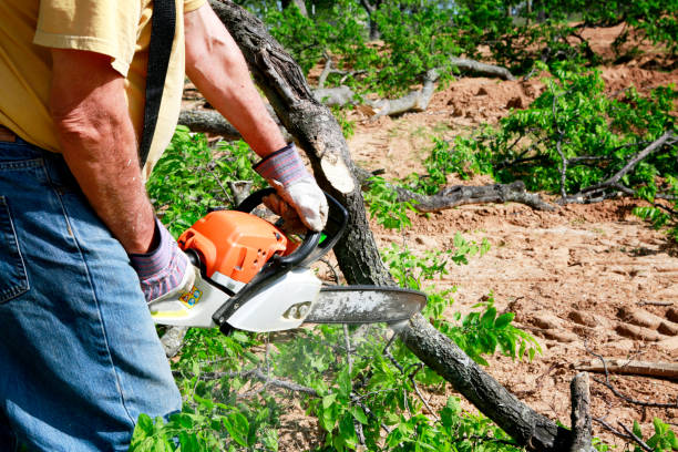 Best Emergency Tree Removal  in Lakeland, NY